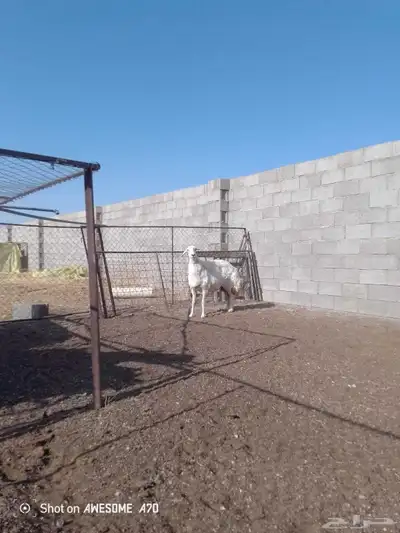 حرية للبيع 3
