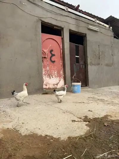 دجاج فرنسي 0