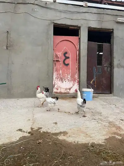 دجاج فرنسي 2