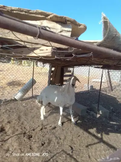 حرية للبيع 1