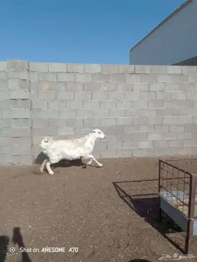حرية للبيع 4