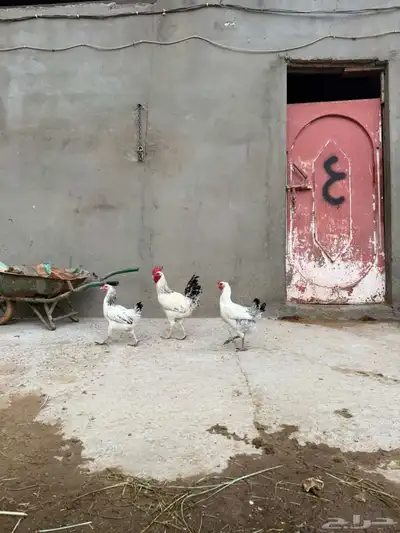 دجاج فرنسي 1