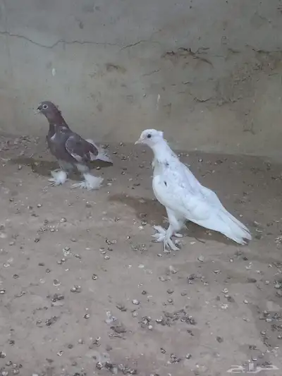 حمام صنعاني 1