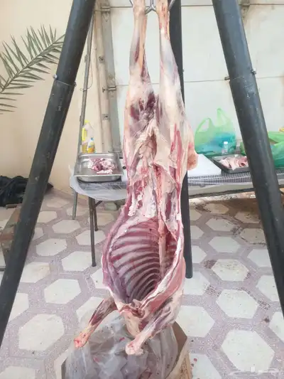 معلم مشويات مشاوي شوي خارجي تجهيز ذبايح دوار السعادة 4