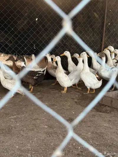 بط بكيني 0