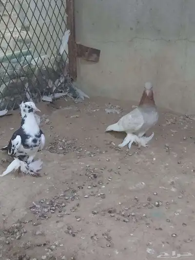 حمام صنعاني 0