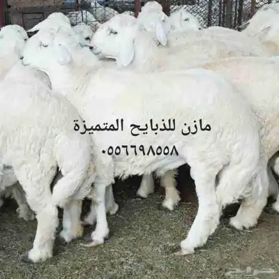 ذبايح طليان حرية تربية وسواكن تربية 1
