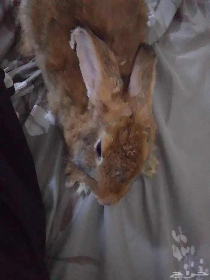 ارنب اسوم وصل 20 0