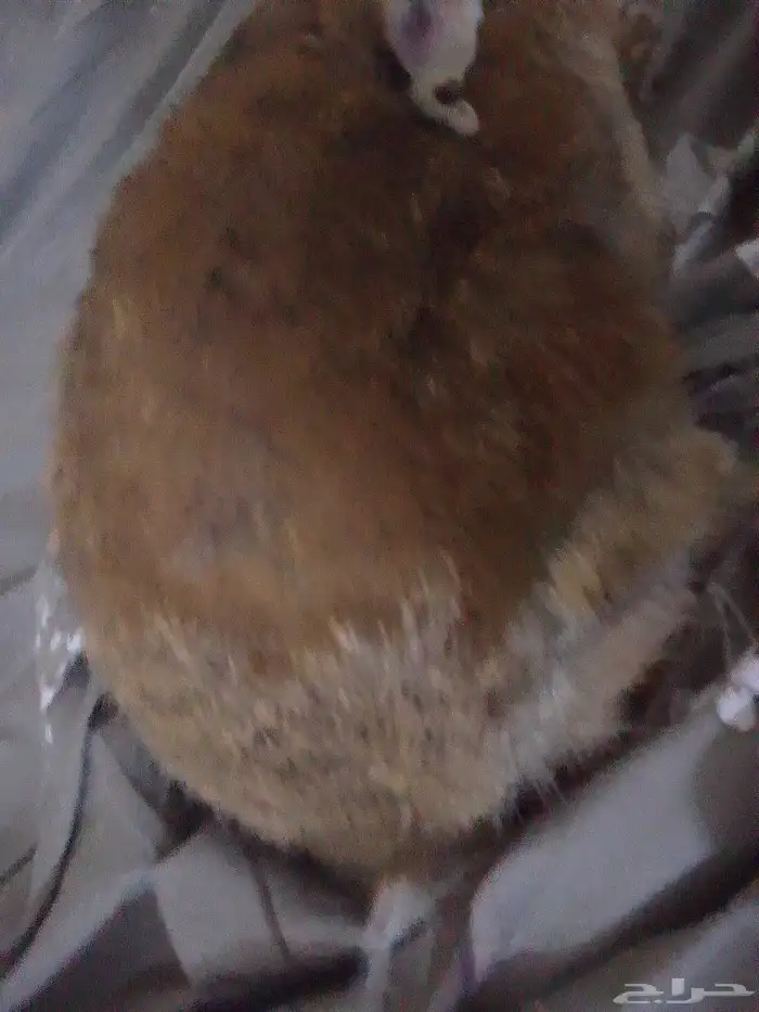 ارنب اسوم وصل 20 1