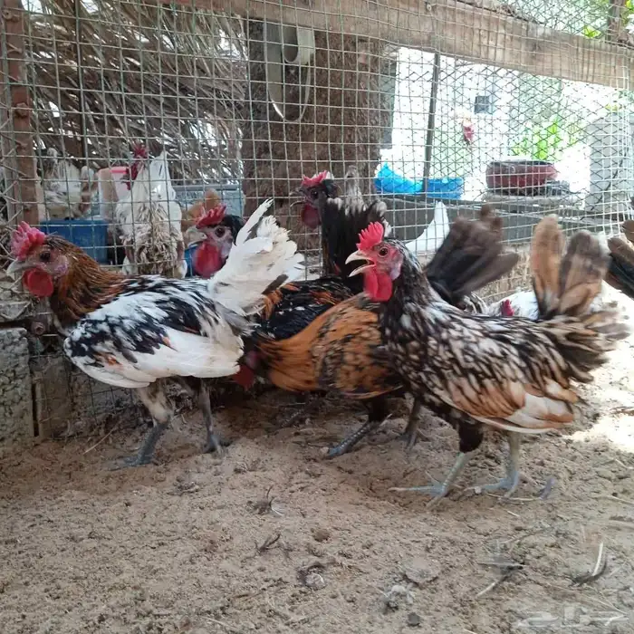 للبيع ديوك 2