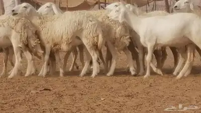 رخال حريات مقاني حرش صنف من ضان حرية وغنم دفع 2