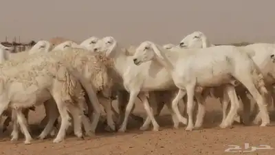 رخال حريات مقاني حرش صنف من ضان حرية وغنم دفع 5