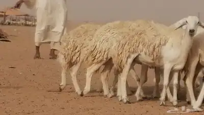 رخال حريات مقاني حرش صنف من ضان حرية وغنم دفع 8