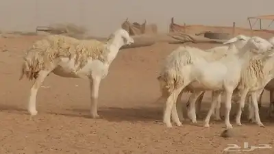 رخال حريات مقاني حرش صنف من ضان حرية وغنم دفع 9