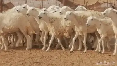 رخال حريات مقاني حرش صنف من ضان حرية وغنم دفع 20