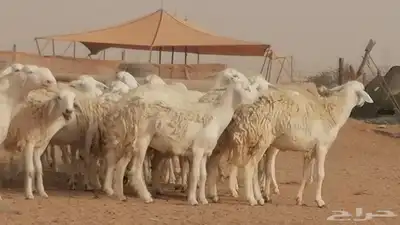 رخال حريات مقاني حرش صنف من ضان حرية وغنم دفع 15