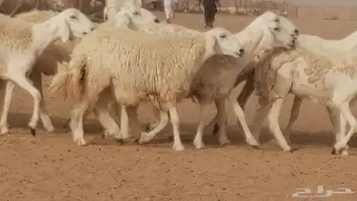 رخال حريات مقاني حرش صنف من ضان حرية وغنم دفع 40