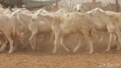 رخال حريات مقاني حرش صنف من ضان حرية وغنم دفع 26
