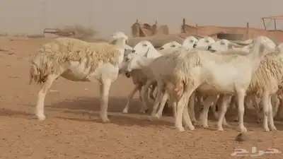 رخال حريات مقاني حرش صنف من ضان حرية وغنم دفع 19