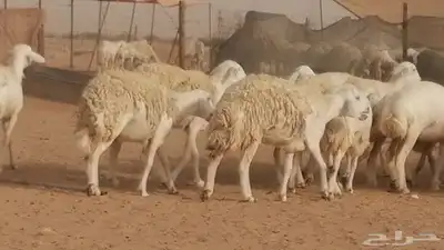 رخال حريات مقاني حرش صنف من ضان حرية وغنم دفع 41