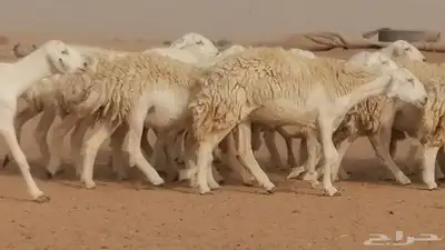 رخال حريات مقاني حرش صنف من ضان حرية وغنم دفع 22