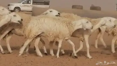 رخال حريات مقاني حرش صنف من ضان حرية وغنم دفع 46