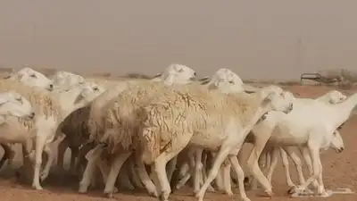 رخال حريات مقاني حرش صنف من ضان حرية وغنم دفع 14