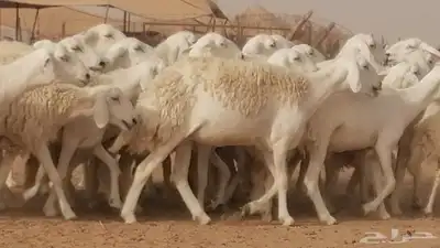 رخال حريات مقاني حرش صنف من ضان حرية وغنم دفع 1