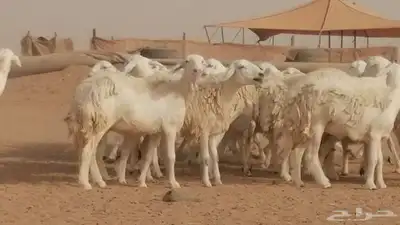 رخال حريات مقاني حرش صنف من ضان حرية وغنم دفع 12