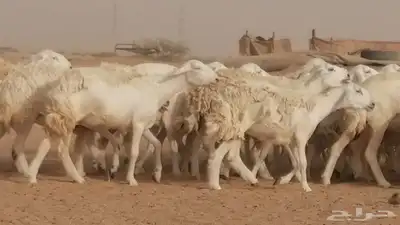 رخال حريات مقاني حرش صنف من ضان حرية وغنم دفع 10