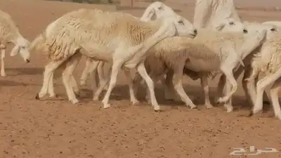 رخال حريات مقاني حرش صنف من ضان حرية وغنم دفع 27