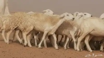 رخال حريات مقاني حرش صنف من ضان حرية وغنم دفع 11