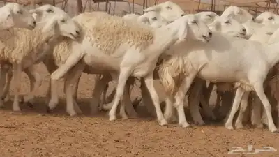 رخال حريات مقاني حرش صنف من ضان حرية وغنم دفع 4