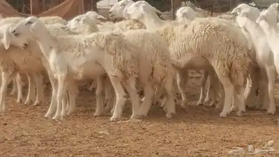 رخال حريات مقاني حرش صنف من ضان حرية وغنم دفع 36