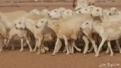 رخال حريات مقاني حرش صنف من ضان حرية وغنم دفع 3