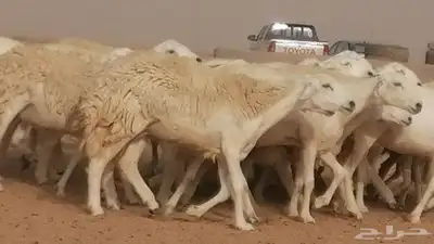 رخال حريات مقاني حرش صنف من ضان حرية وغنم دفع 16