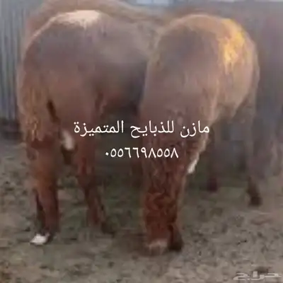 ذبايح طليان حرية تربية وسواكن تربية 0