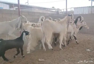 معزا هولنديات مزايين 9