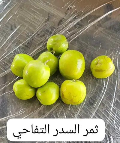 شتلات سدر مطعم مضمون كل الأنواع متوفره 0