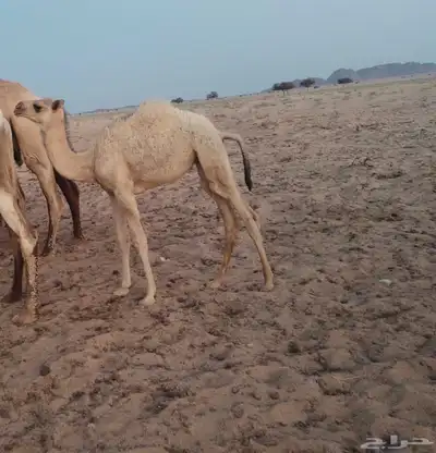 للبيع نصوف شقحاء تحتها بكره هديه وحليبها وسط 2