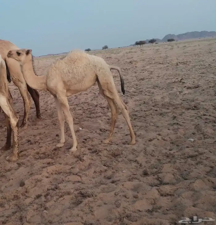 للبيع نصوف شقحاء تحتها بكره هديه وحليبها وسط 2