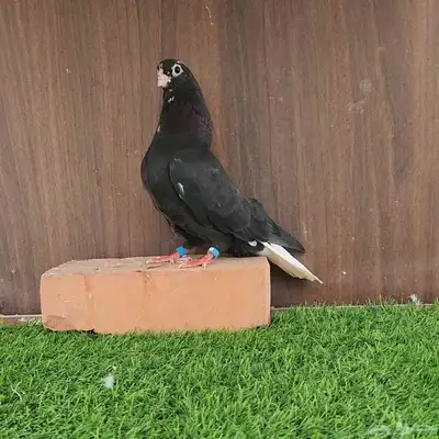 ذكر قطيفي خرش 1