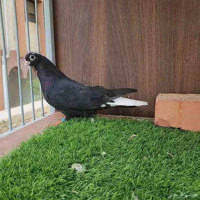 ذكر قطيفي خرش 0