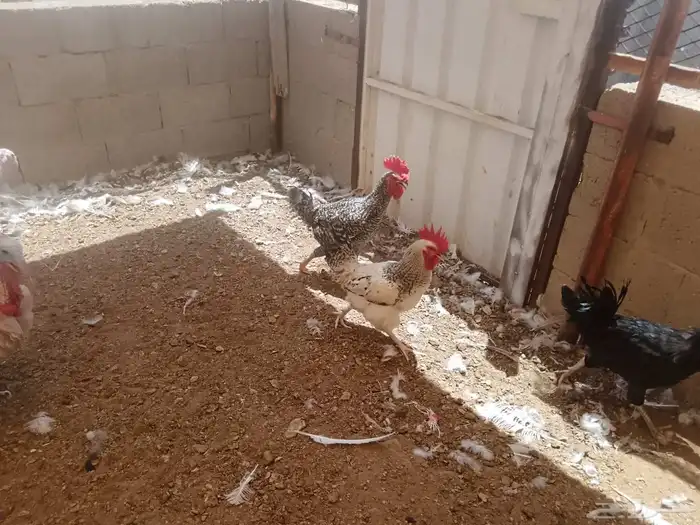 ديوك 2