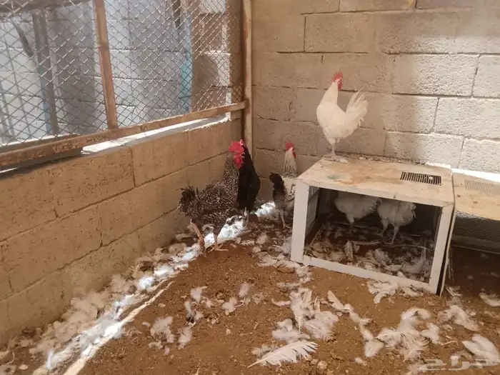 ديوك 0