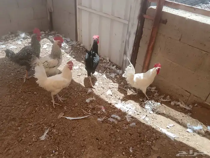 ديوك 3