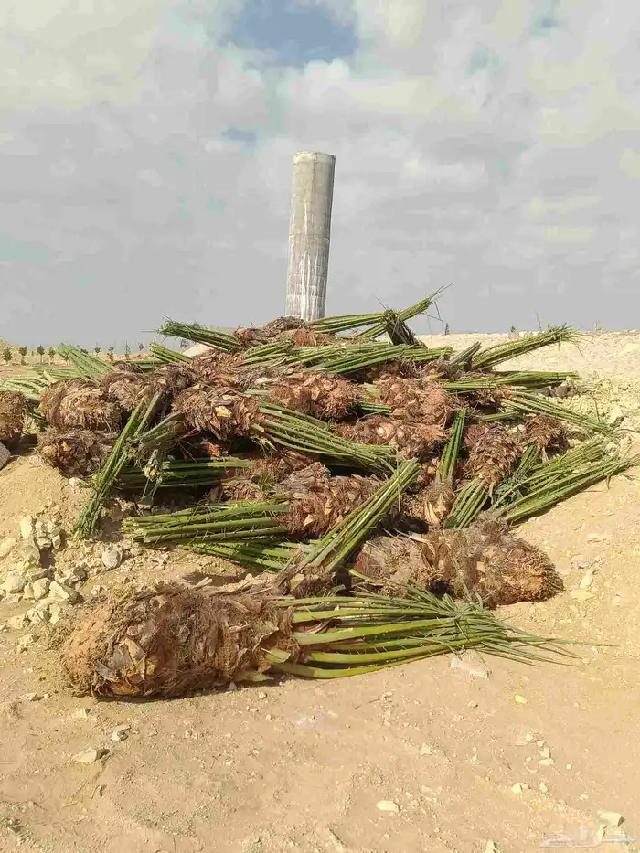 لجميع اعمال الزراعة 5