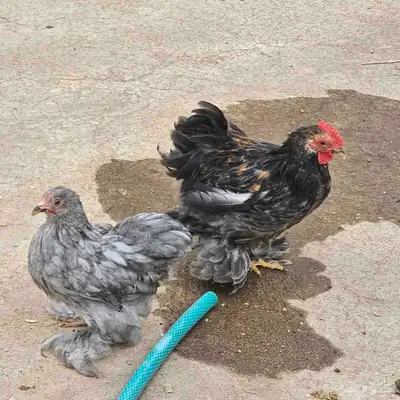 زوج دجاج كوشن 0