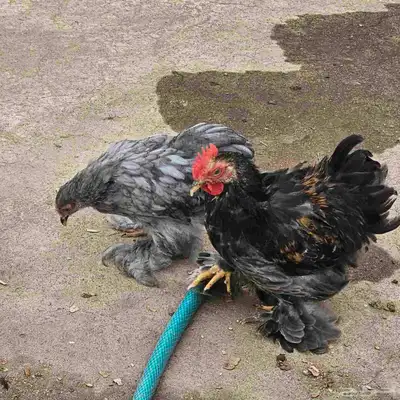 زوج دجاج كوشن 1