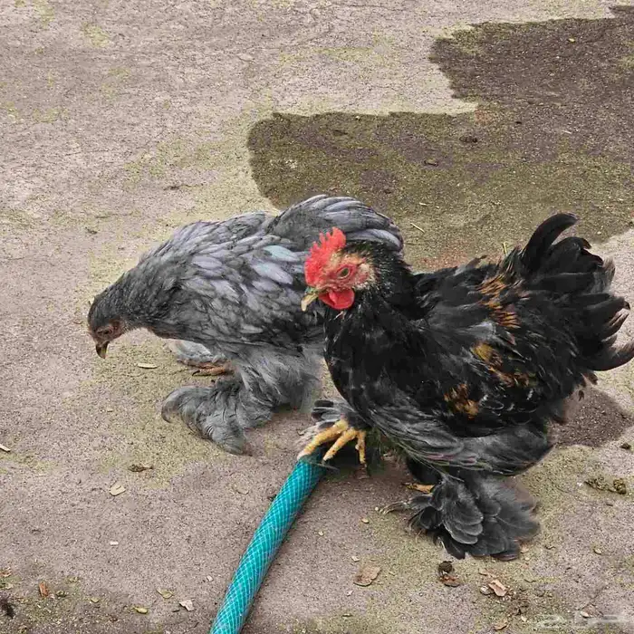 زوج دجاج كوشن 1